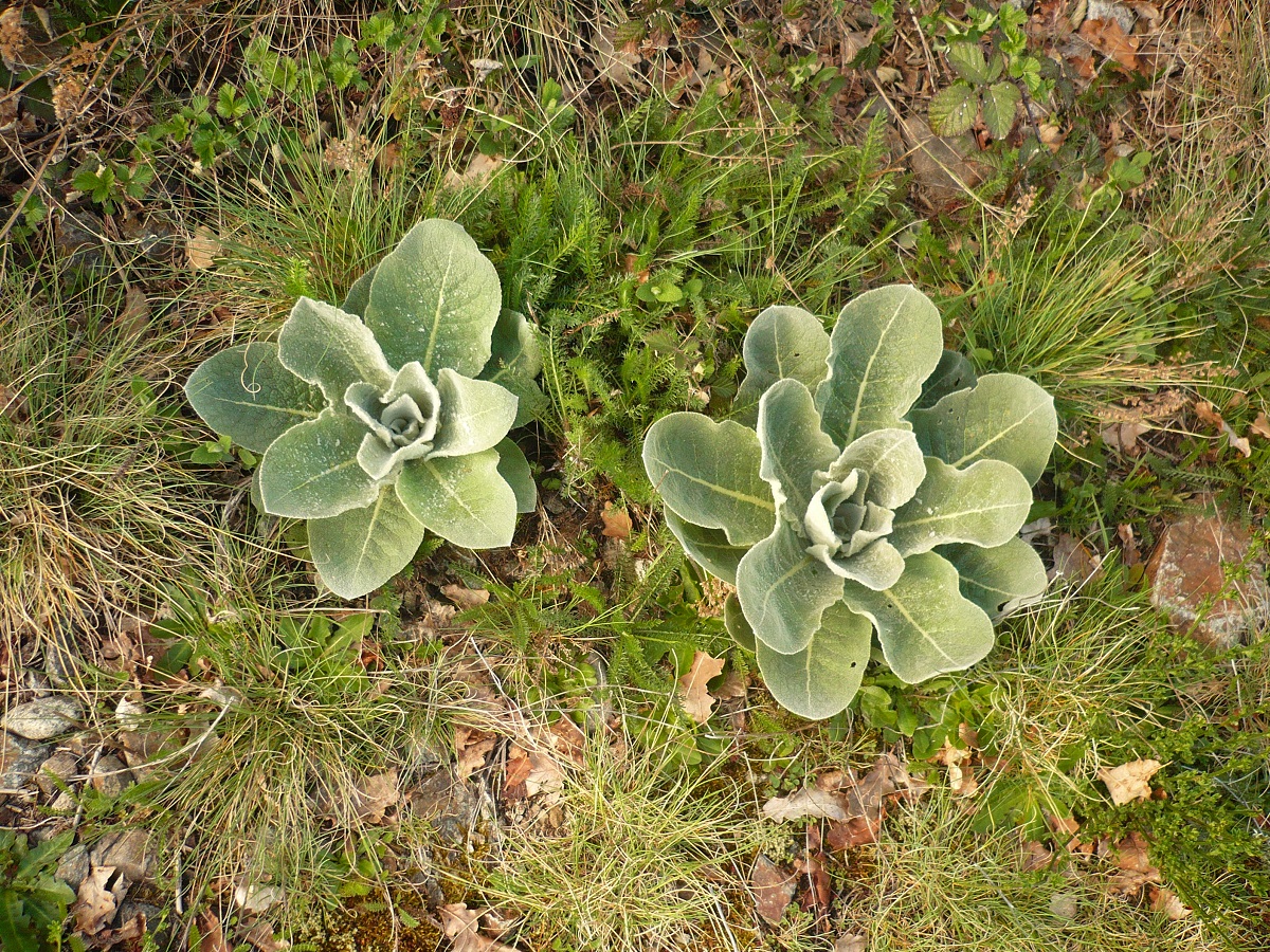 Verbascum pulverulentum (Scrophulariaceae)